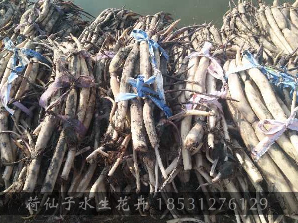 精品荷花苗 (5)