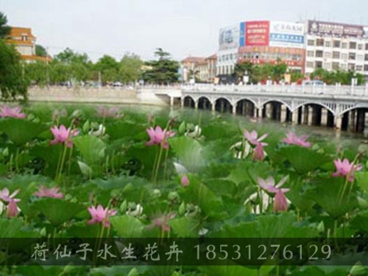 天津市静海县各公园及广场荷花种植工程