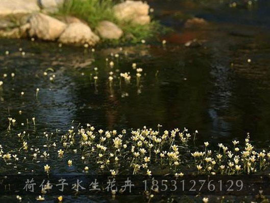 水毛茛效果